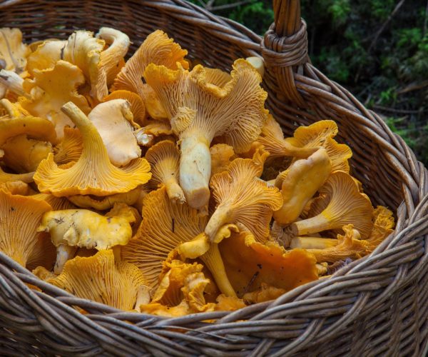 Girolles sauvages récoltées dans un panier pour préparation au restaurant La Table de 3 à Bordeaux